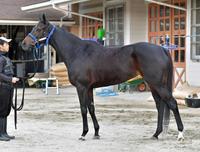 クロコスミア　評価Ｂ