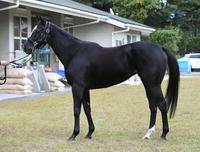 アドマイヤリード　評価Ｂ