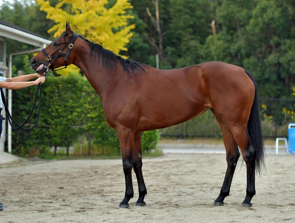 ミスパンテール　評価Ｂ