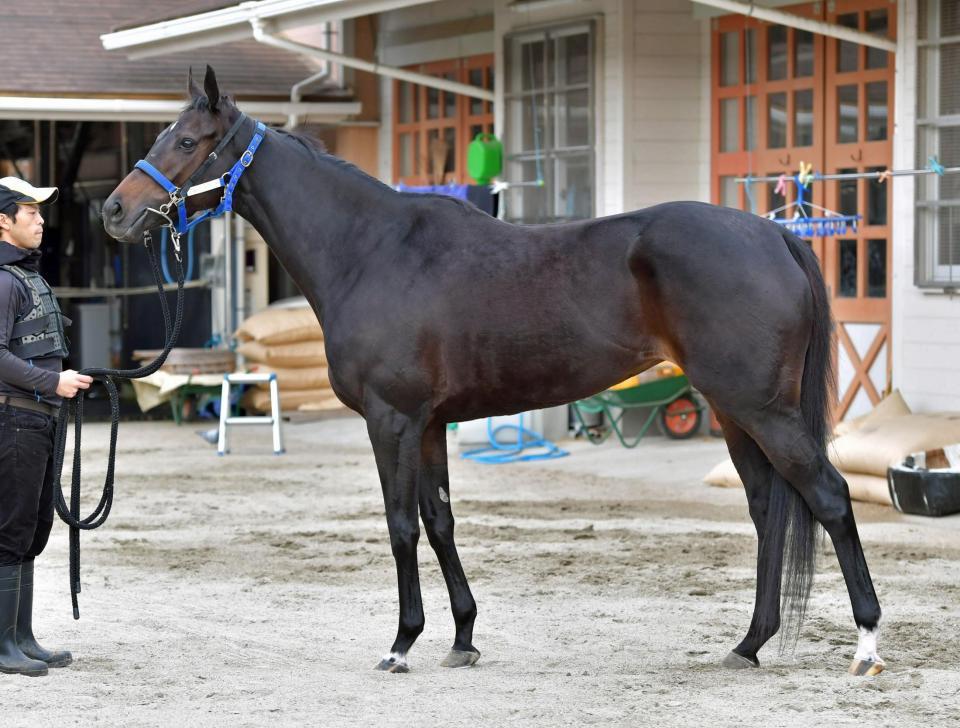 クロコスミア　評価Ｂ