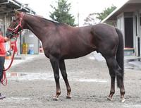 ノンコノユメ　評価Ｂ