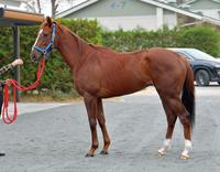 メイショウショウブ　評価Ｃ