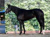 シェーングランツ　評価Ｂ