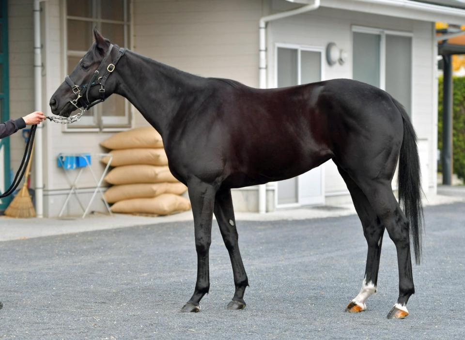 ローゼンクリーガー　評価Ｃ