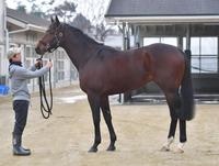 ワンダーリーデル　評価Ｃ