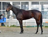 コパノキッキング　評価Ｃ