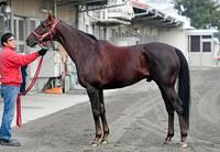 ノンコノユメ　評価Ｂ