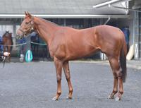 ユラノト　評価Ｂ