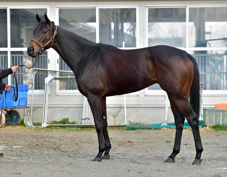 コパノキッキング　評価Ｃ