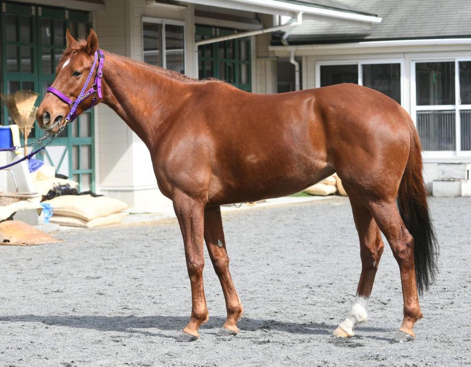 高松宮記念 ｇ１馬体診断写真集 デイリースポーツ Online