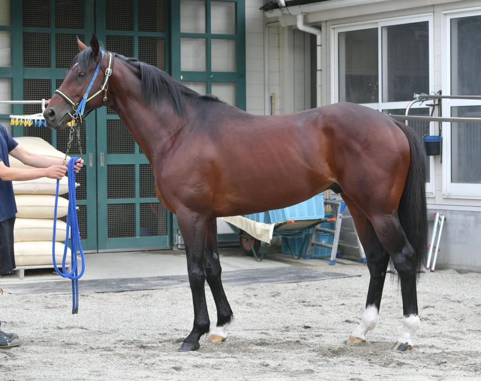 宝塚記念/G1馬体診断写真集/競馬・レース/デイリースポーツ online