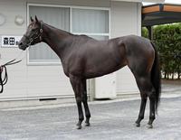 ダイメイプリンセス　評価Ｂ