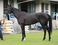 リナーテ　評価Ｂ