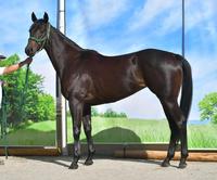 ディアンドル　評価Ｂ