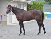 ファンタジスト　評価Ｂ