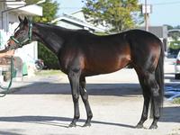 スティッフェリオ　評価Ｂ