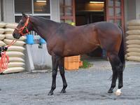 ゴールドドリーム　評価Ｃ