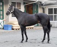 チュウワウィザード　評価Ｂ