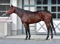 ロンドンタウン　評価Ｂ