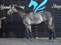 オメガパフューム　評価Ａ