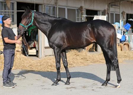 菊花賞/G1馬体診断写真集/競馬・レース/デイリースポーツ online