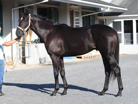 菊花賞/G1馬体診断写真集/競馬・レース/デイリースポーツ online