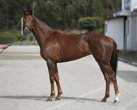 ピンハイ　評価Ｂ