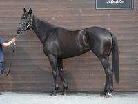 ウォーターナビレラ　評価Ｂ