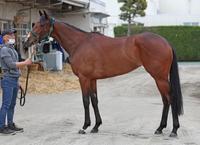 ライラック　評価Ｂ