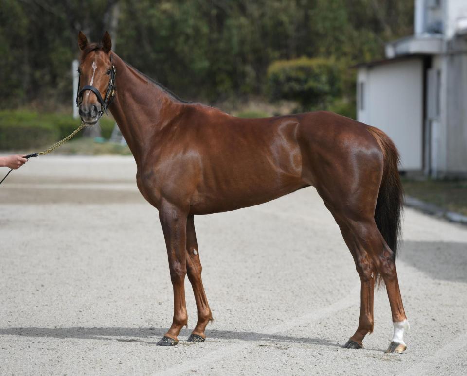 ピンハイ　評価Ｂ