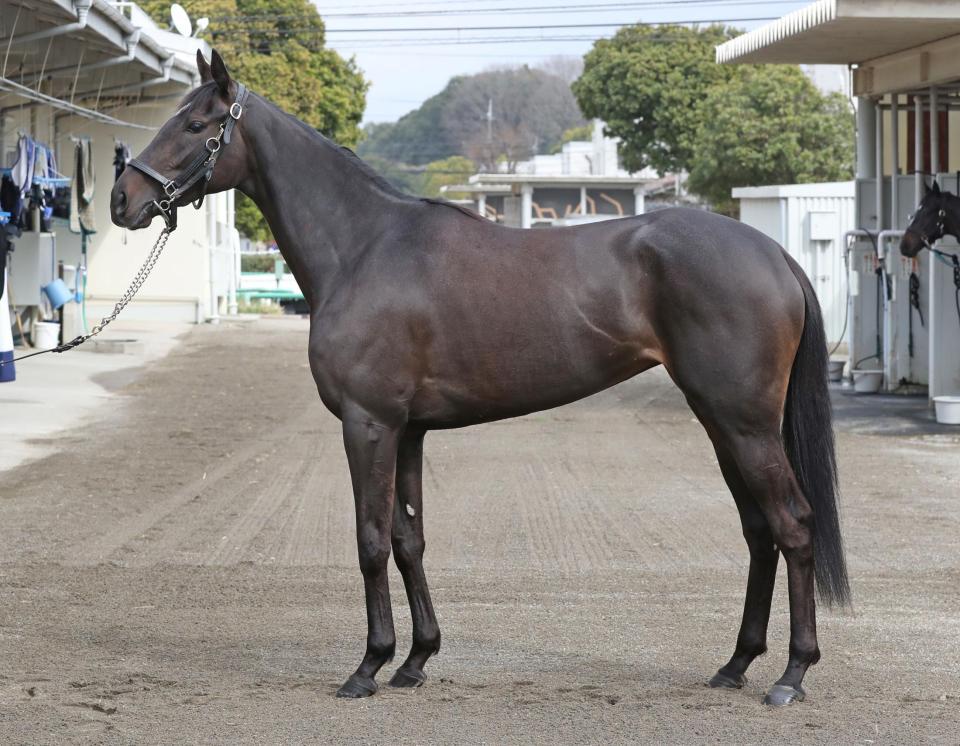 フォラブリューテ　評価Ｃ