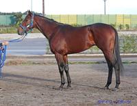 ドンデンガエシ　評価Ｃ