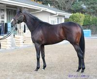 ドルチェモア　評価Ａ