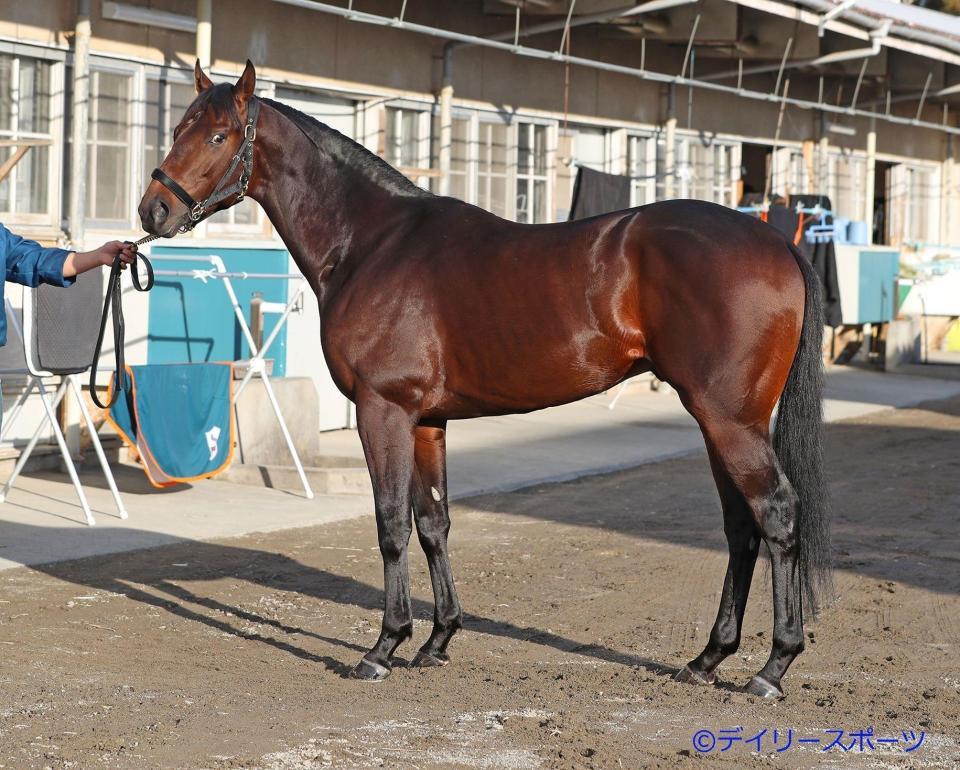 バグラダス　評価Ｃ