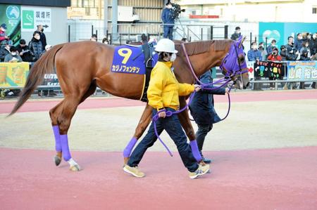 ＪＲＡの強豪相手に連覇目指すカジノフォンテン