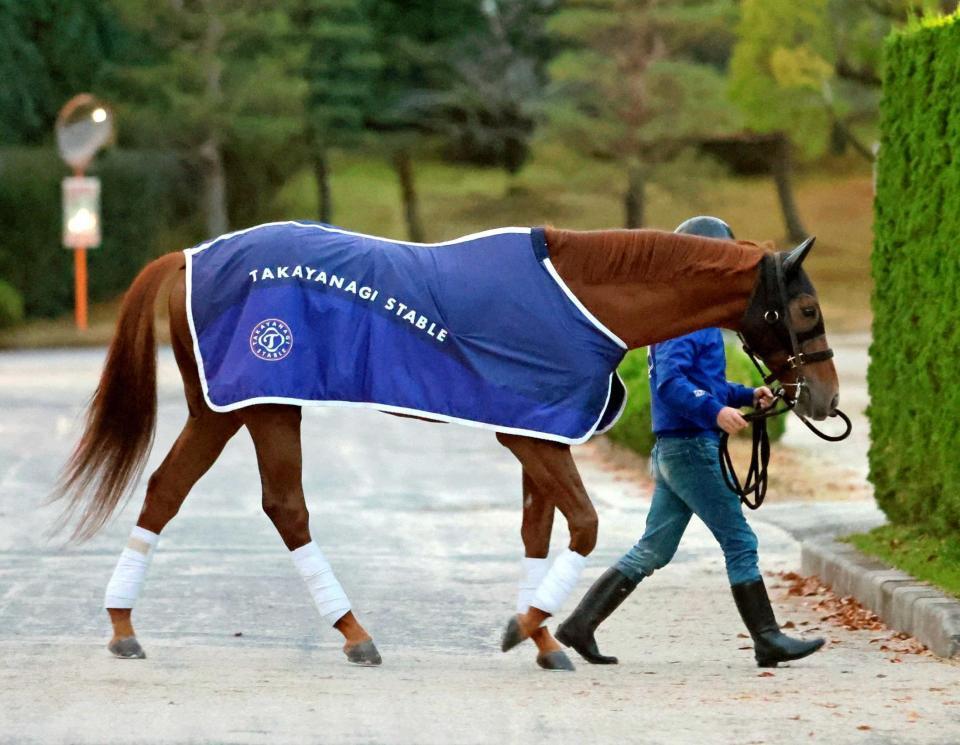 今年初戦の川崎記念に臨むテーオーケインズ