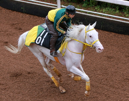 ターフで躍動する白い馬体 競馬界のアイドル 白毛馬列伝 まとめ デイリースポーツ Online