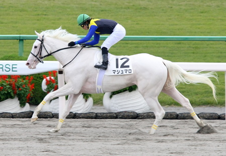 ターフで躍動する白い馬体 競馬界のアイドル 白毛馬列伝 まとめ デイリースポーツ Online