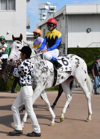 新馬戦】注目の“ブチ馬”ブチコ5着/POGニュース/競馬/デイリースポーツ