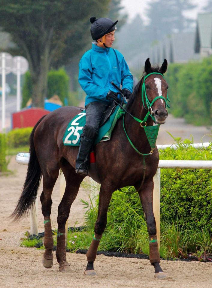 　運動するカイザーバル。母はＧ１２勝馬ダンスインザムードだ