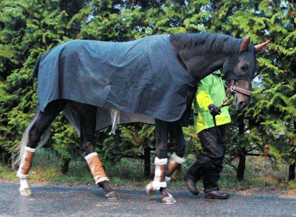 　厩舎周りを運動するルージュバローズ
