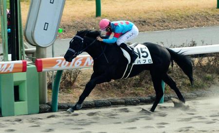 ３Ｒ、メイクデビュー中山を制したパブロ＝中山競馬場