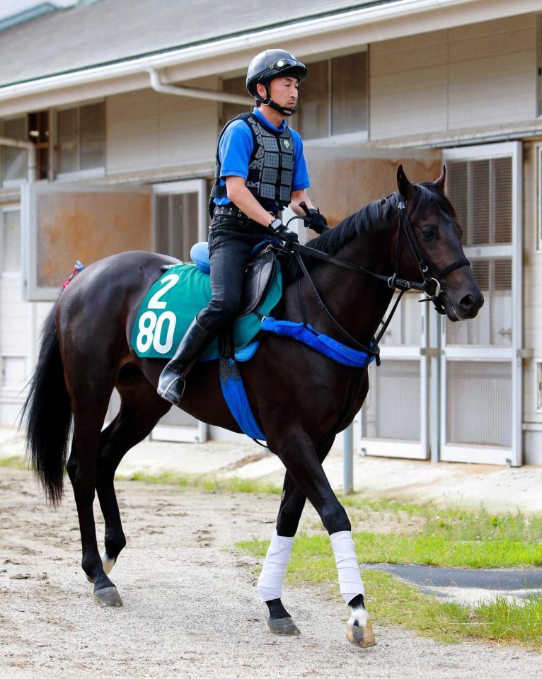 ｐｏｇ ２歳も サトノ 旋風だ ｐｏｇニュース 競馬 レース デイリースポーツ Online