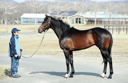 　馬格があるリライアブルエース