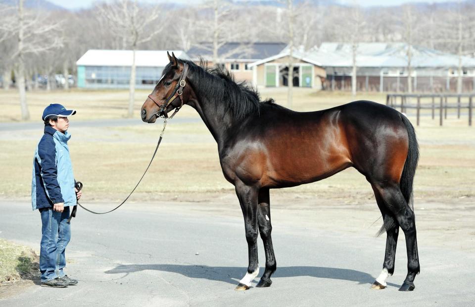 　馬格があるリライアブルエース