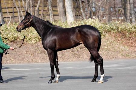 　ミスエルテの半妹のミカリーニョ