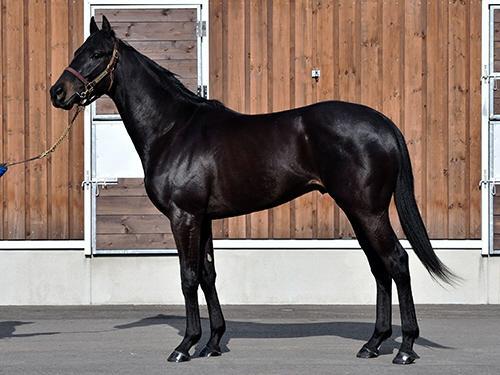 シーザリオ、キングカメハメハ　単勝馬券(新、旧)バラ売り可 m28818506861_1.jpg?1705661041