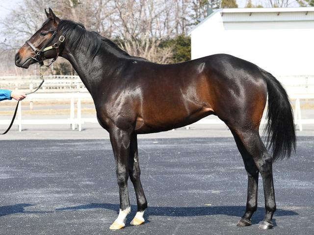 牝馬 優駿牝馬（オークス）2025 有力馬情報｜G1特集｜競馬情報ならJRA-VAN