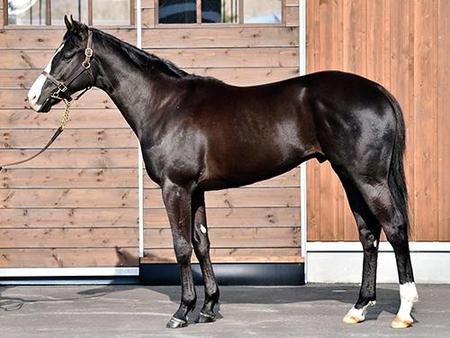 ペンカナプリンセス14 ステイゴールド 競馬 レース デイリースポーツ Online