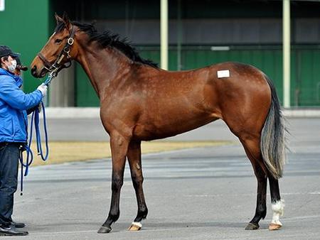 エレクトラレーン１４